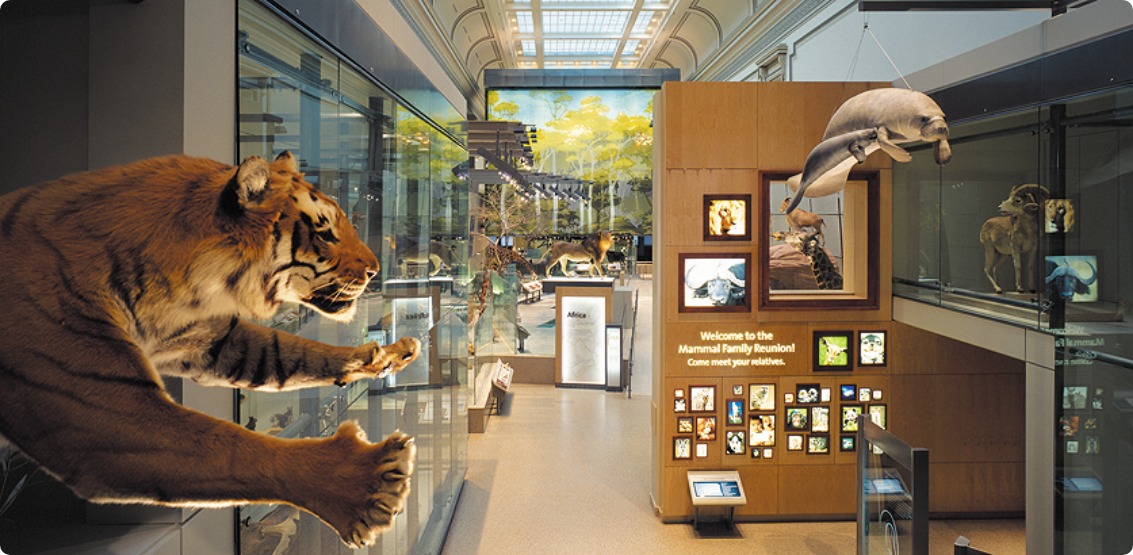 Overhead view of an exhibit with mammels including a tiger, a sea lion, and a lion